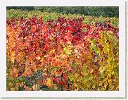 2006-10-21_17-10-20_octobre_200,0mm_1_40_eme_DiMAGE A2 * 2560 x 1920 * (1.58MB)